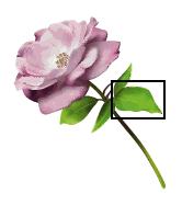 Rose Sample