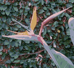 bird of paradise photo saved in 4-bit color