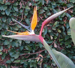 bird of paradise photo saved in 8-bit color