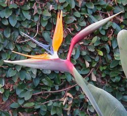 bird of paradise photo saved in 24-bit color